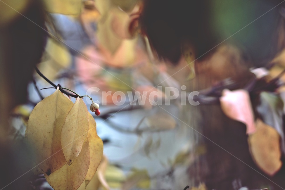 가을,공원,나뭇가지,fall,park,tree,나무열매,갈색,brown,가을,계절,fall,autumn,season,식물,자연,plants,nature,plant,leaf,잎