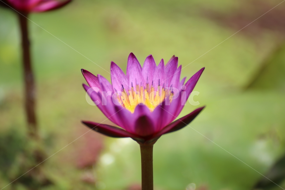 연꽃,연꽃잎,연꽃차,꽃,6월,식물,자연,plants,nature,꽃,flower