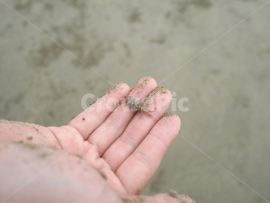 갯벌,자연,해변,해변가,게,꽃게,손,모래,모래사장,finger,손가락,person,사람,human,인간