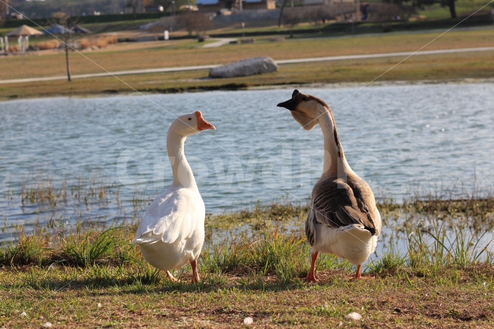 새,강,자연,오리,봄,나무,bird,duck,river,green,nature,동물,animal,동물,animal,조류,새,birds,연인,커플,사랑,lover,couple