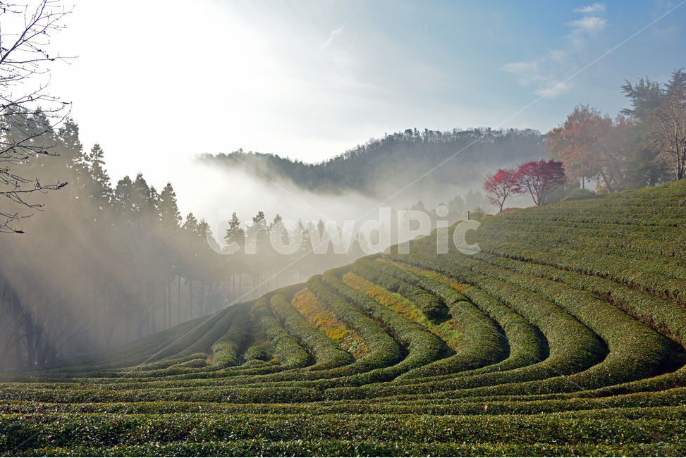 녹차밭,보성,녹차,밭,체험관광,greenteafarm,greenteafields,자연,풍경,nature,landscape,산업,industry,industrial,농업,농사,agriculture,farming,farming industry,outdoors,옥외