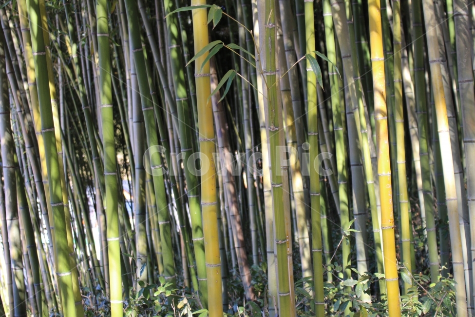 대나무,담양,죽녹원,산림,나무,식물,자연,plants,nature,나무,trees,wood
