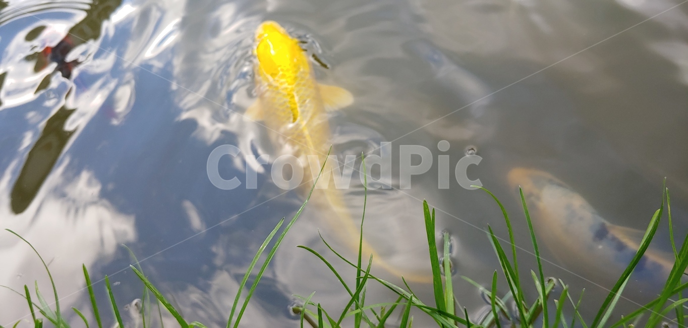 황금붕어,붕어,복,고기,물고기,동물,animal,어류,물고기,fish