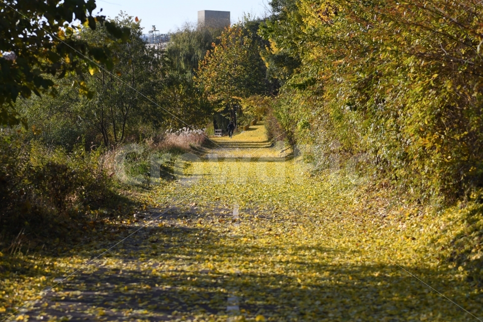 풍경,가을,단풍,낙엽,노란은행잎,초겨울,가을,계절,fall,autumn,season,자연,풍경,nature,landscape,field,들,outdoors,옥외,grassland,목초지