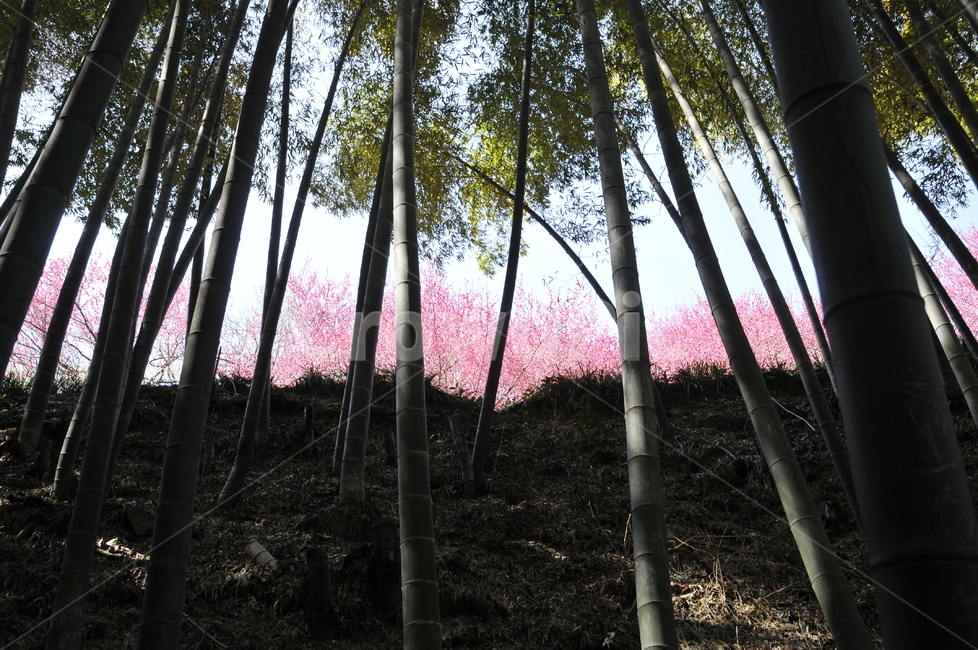 대나무,bamboo,대나무밑둥,대나무숲,광양매화축제,광양,큰대나무,홍매화대나무,홍매화,대나무홍매화