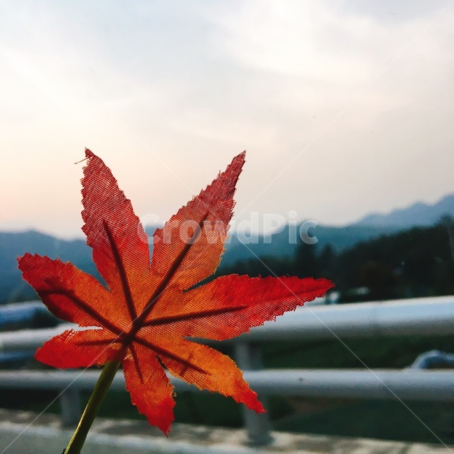단풍,plant,식물,leaf,잎