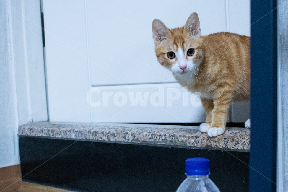 고양이,코리아숏헤어,코숏,아기고양이,치즈태비,치즈고양이,동물,animal,포유류,mammal,고양이,cat,kitten,kitty