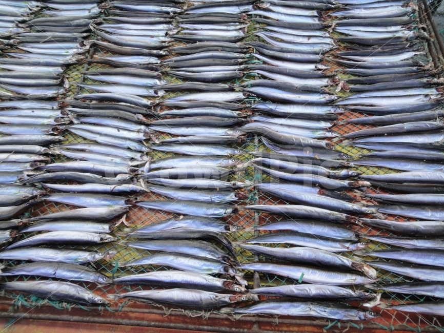 가지런함,나란히,일렬,정렬,생선,fish,물고기,음식,식재료,요리,food,cook,meal,dishes,food reserves,수산물,해산물,fishery products,seafood