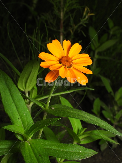 꽃,풀잎,녹색,노랑색,줄기,식물,자연,plants,nature,꽃,flower