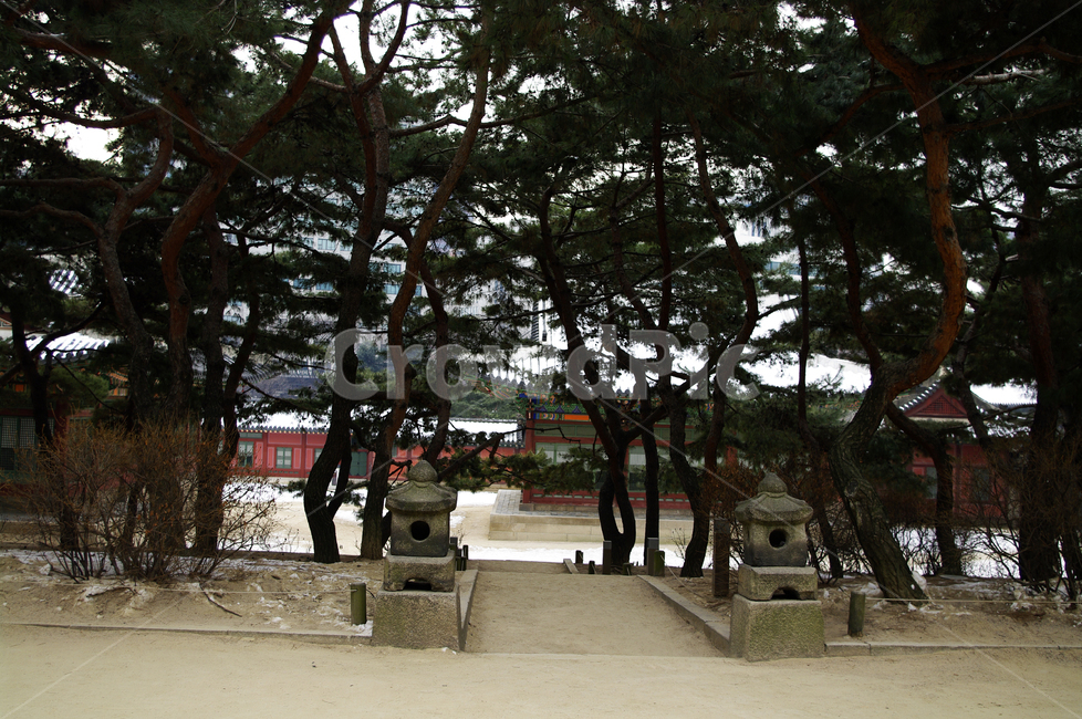 나무,식물,plant,덕수궁,고궁,건축,전통건축,traditional,전통,겨울,계절,winter,season,한국전통,한국문화,korean traditional,korean culture,랜드마크,landmark,tourist attraction,한국랜드마크,한국관광지,한국명소,korea landmark,korea tourist attraction
