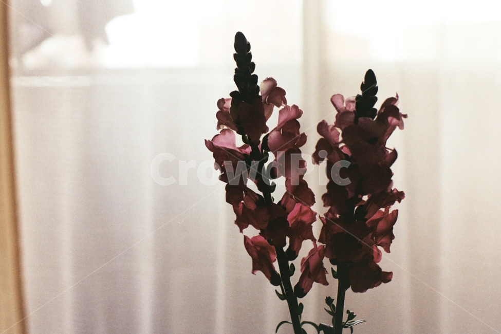 꽃,필름사진,film,flower,vase