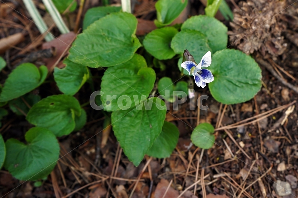 미국제비꽃,제비꽃,봄,식물,꽃,bloom,beautiful,plant,flower,식물,자연,plants,nature,꽃,flower