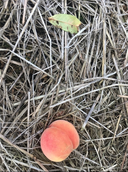 복숭아,잎사귀,지푸라기,자연,식물,과일,떨어진,peach,leaf,straw,fallen,배치,fruit,palnts,nature
