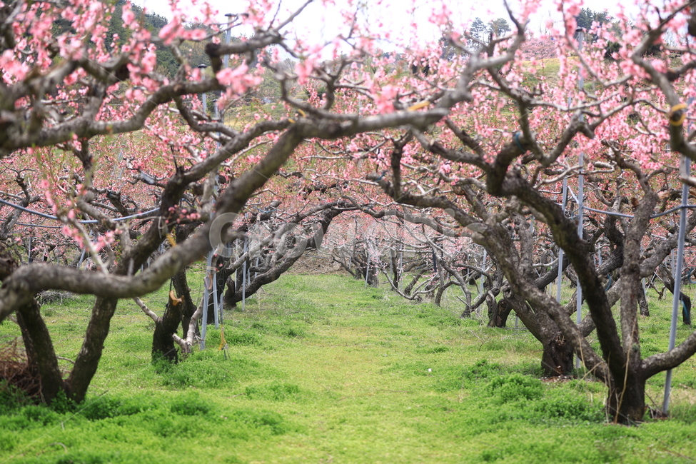 복사꽃,터널,꽃터널,풍경,자연,도화,봄,계절,spring,season,자연,풍경,nature,landscape,plant,식물