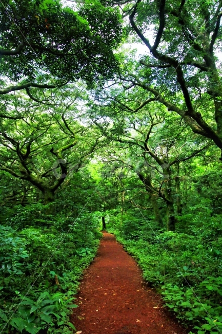 비자림,제주도,제주,숲,나무,황토길,여름,초록,여행,자연,풍경,nature,landscape,여름,계절,summer,season,path,통로,outdoors,옥외,vegetation,초목,plant,식물