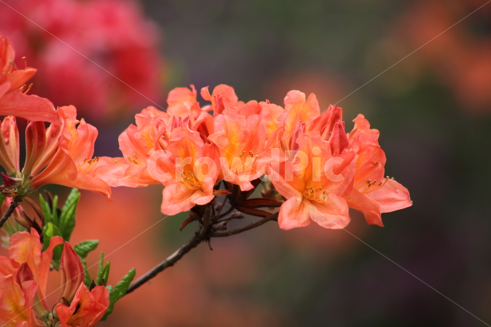 철쭉,꽃,봄,rhododendronschlippenbachii,royalazalea