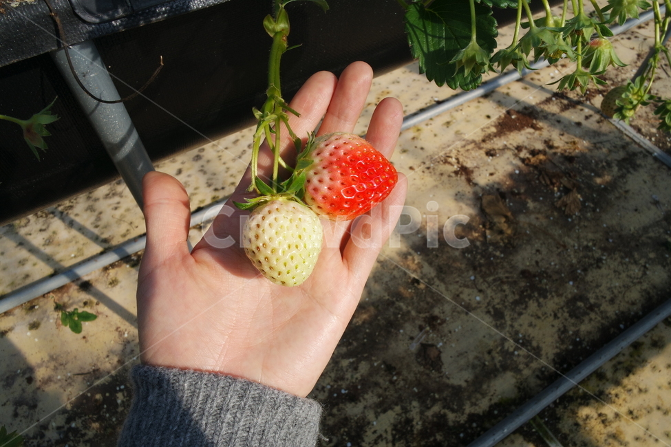 딸기체험,딸기농장,딸기하우스,plant,식물,food,음식,fruit,과일,인간,human,딸기,strawberry,person,사람