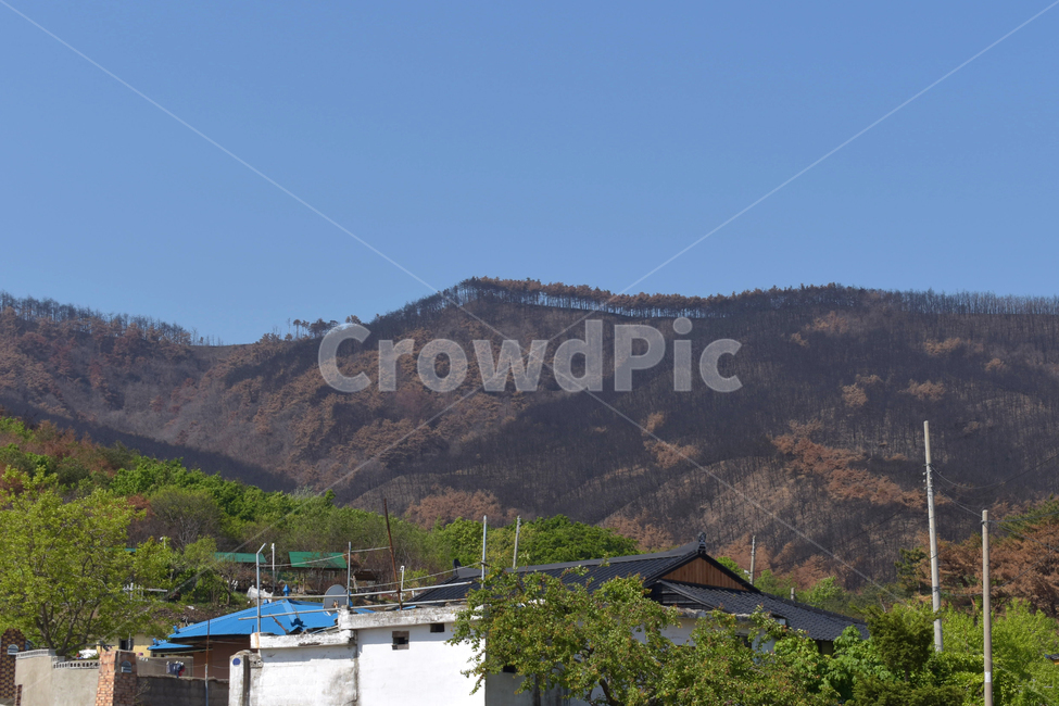 나무,산,산불,죽은,강릉산불,화재