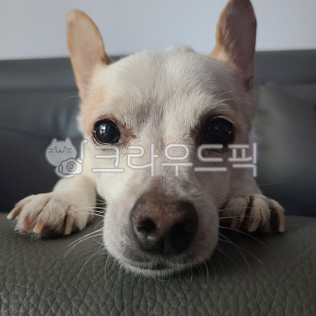 동물,dog,개,애완동물,귀여운강아지,강아지앞모습,확대