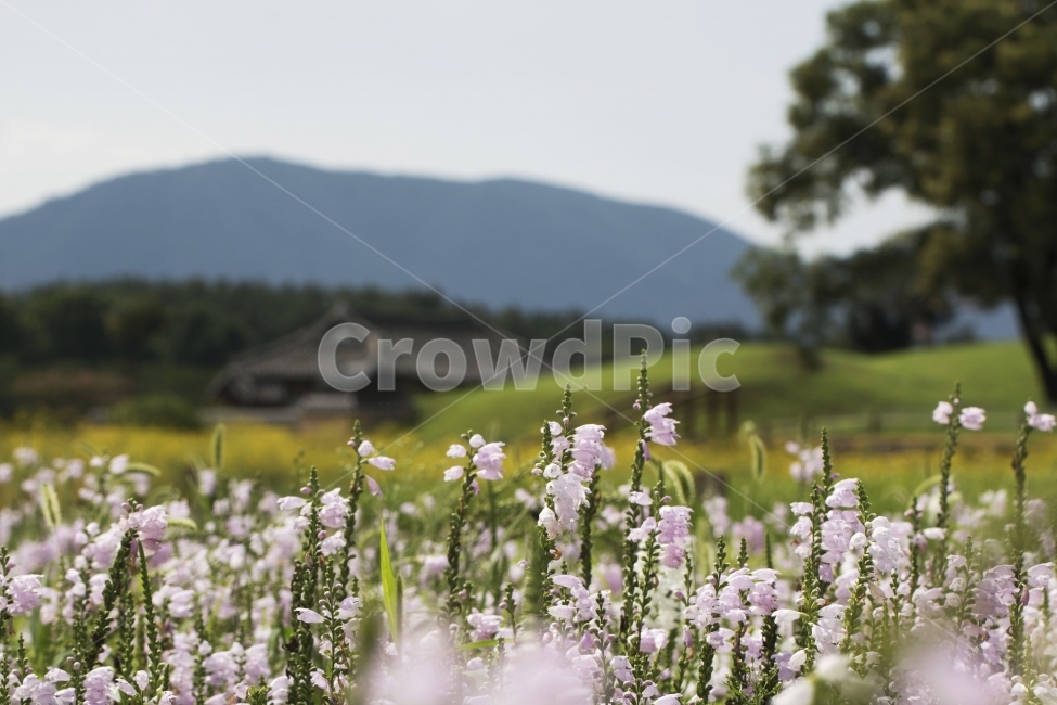 꽃범의꼬리,꽃,꽃봉오리,여름꽃,식물,사진,단독사진,디자인,소스,포토,사진자료,배경,배경사진,백그라운드,한국,동양,아시아,풍경,자연,환경,실외,낮,아침,봉오리,잎,꽃잎,7월,8월,9월,꽃밭,아웃포커스,접사,근접,여름,녹색,야외,왕릉,경주,식물,자연,plants,nature,꽃,flower