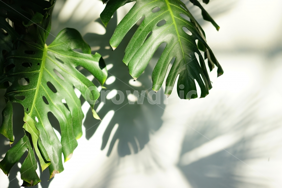 나뭇잎,열대,동남아,초록,잎,그림자,식물,자연,plants,nature