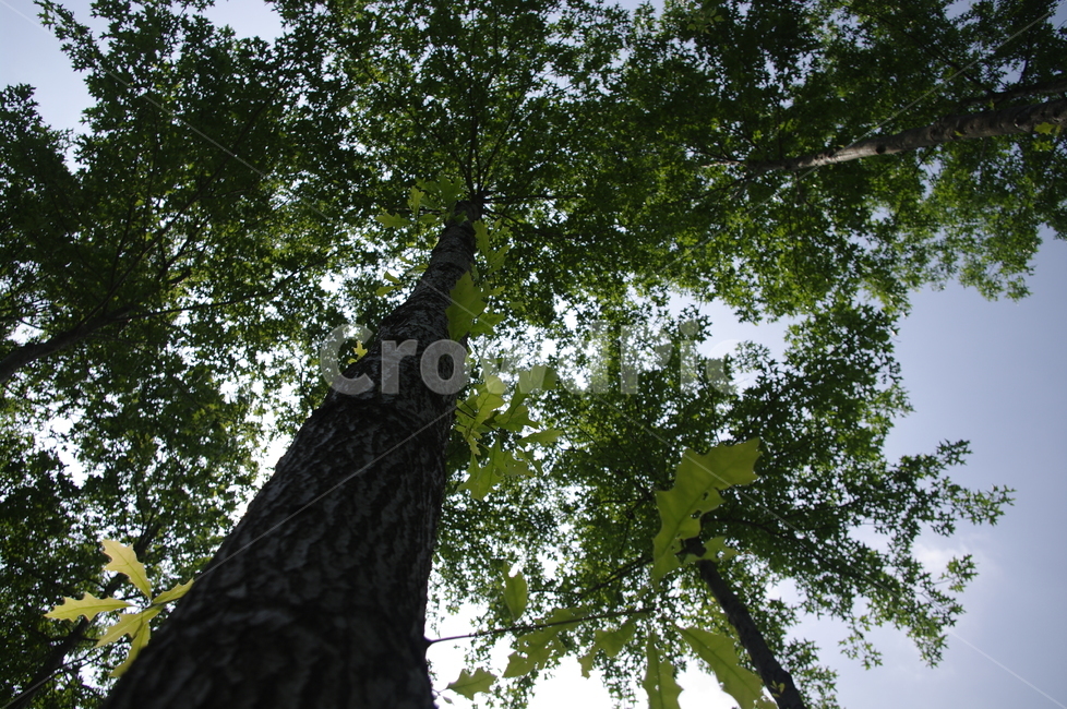하늘,빛,초록,나무,잎,꽃,flower,식물,plant,식물,자연,plants,nature,나무,trees,wood