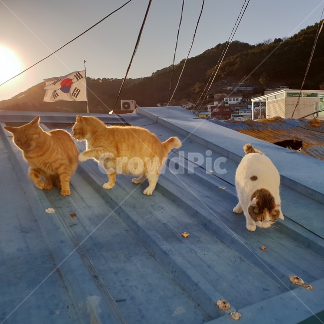 고양이,동물,야옹이,냥이,귀여움,동물,animal,포유류,mammal,고양이,cat,kitten,kitty