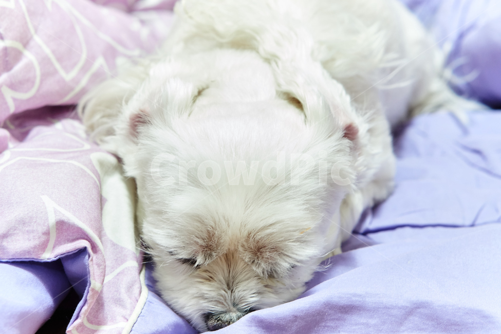 강아지,댕댕이,애완동물,애완견,개,pet,dog,animal,말티즈,마르티즈,말티스,마르티스,nature,동물보호,반려견,반려동물