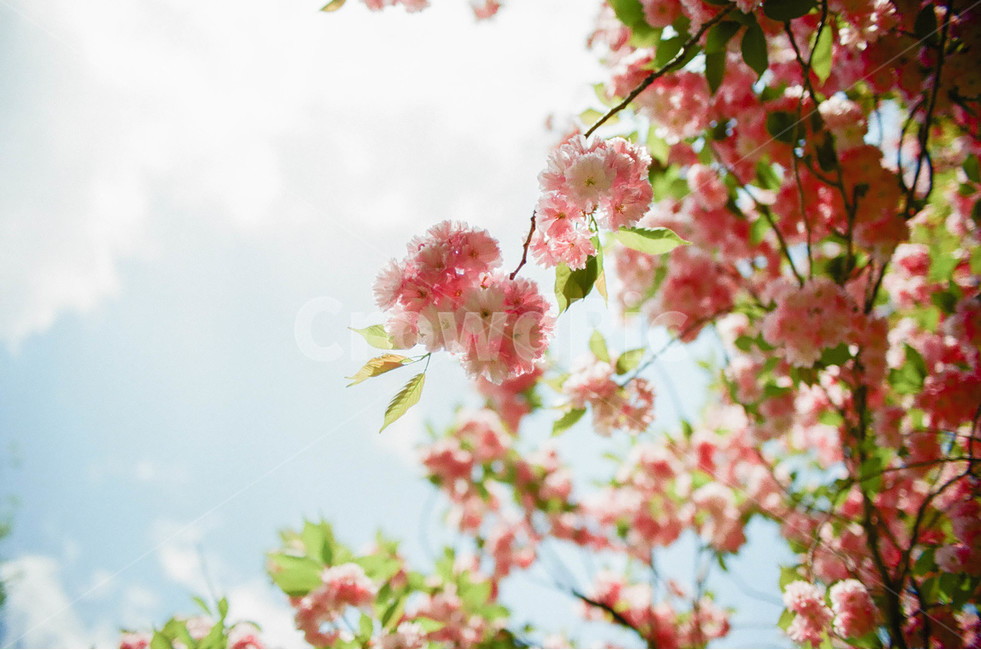 벚꽃,겹벚꽃,봄사진,꽃,분홍색,분홍색꽃,봄꽃,풍경,경주,하늘,감성,봄,계절,spring,season,식물,자연,plants,nature,꽃,flower,감성,sensible,feeling,휴식,힐링,rest,relaxation,healing,색깔,색상,색채,색감,color sense,color sensitivity,feeling of color,plant