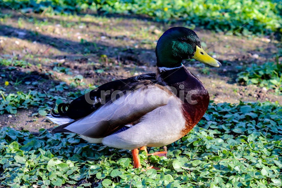 오리,동물,물새,청둥오리,duck,animal,새,자연,nature,들판,잔디,여름,초록,봄,summer,spring