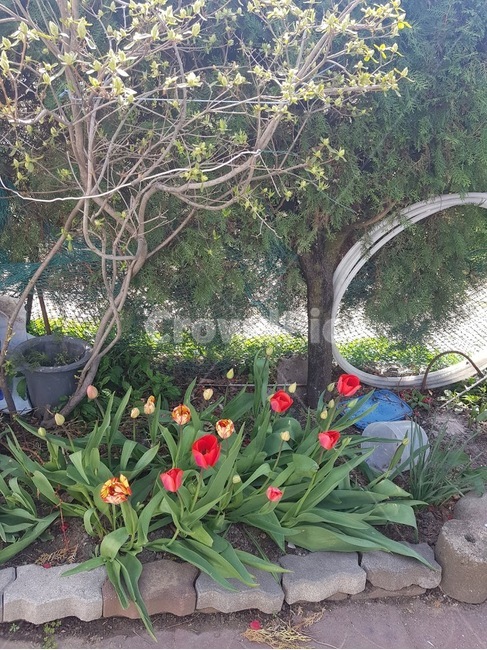 tulip,튤립,화단,꽃,식물,plant