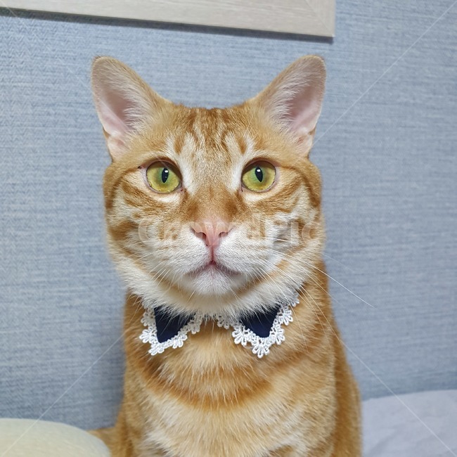 고양이,코숏,코리안숏헤어,동물,반려묘,cat,koreanshorthair,kitty,anima,animal