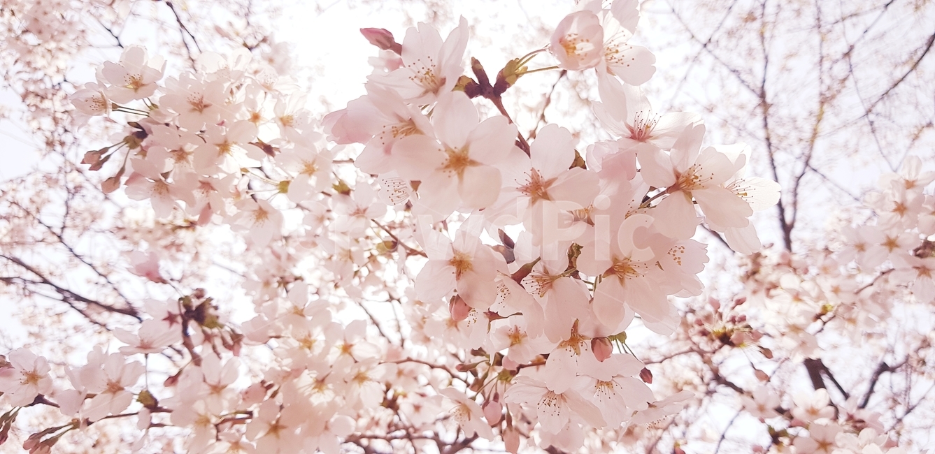 벚꽃,벚나무,벚꽃나무,분홍색벚꽃,분홍색,봄,계절,spring,season,plant,식물