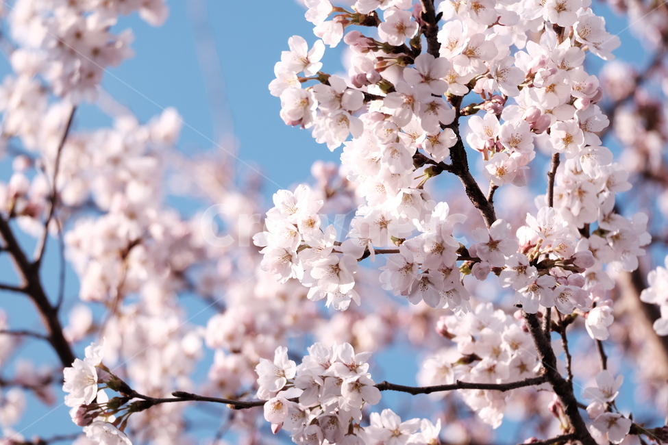 벚꽃,봄꽃,cherryblossom,분홍색꽃,하늘,꽃과하늘,봄하늘,봄,계절,spring,season,식물,자연,plants,nature,꽃,flower,plant,blossom