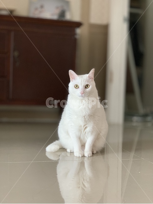 cat,고양이,앙고라,angora,animal,동물,mammal,pet,애완동물