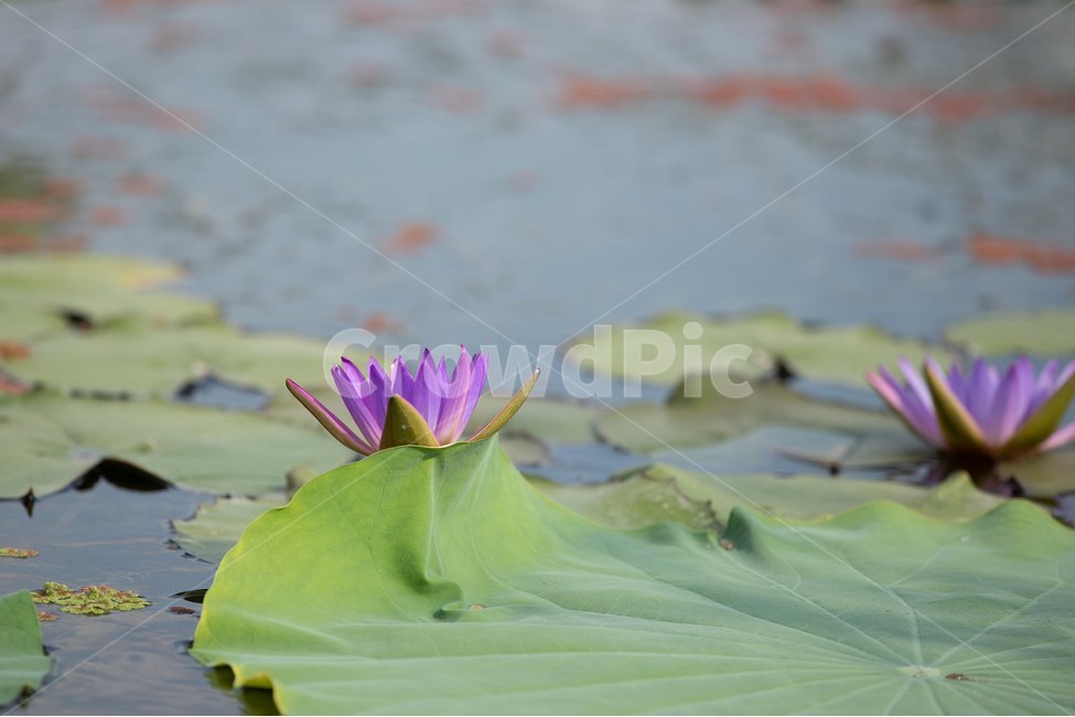 자연,꽃,연꽃,수련,빅토리아,식물,자연,plants,nature,꽃,flower