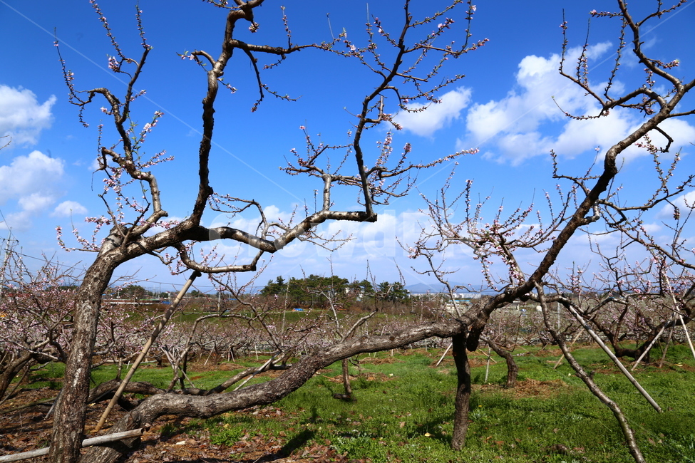 전주원동마을,복사꽃,원동과수원마을,복숭아꽃,봄꽃,봄,계절,spring,season,식물,자연,plants,nature,나무,trees,wood,tree,plant,tree trunk,나무 줄기