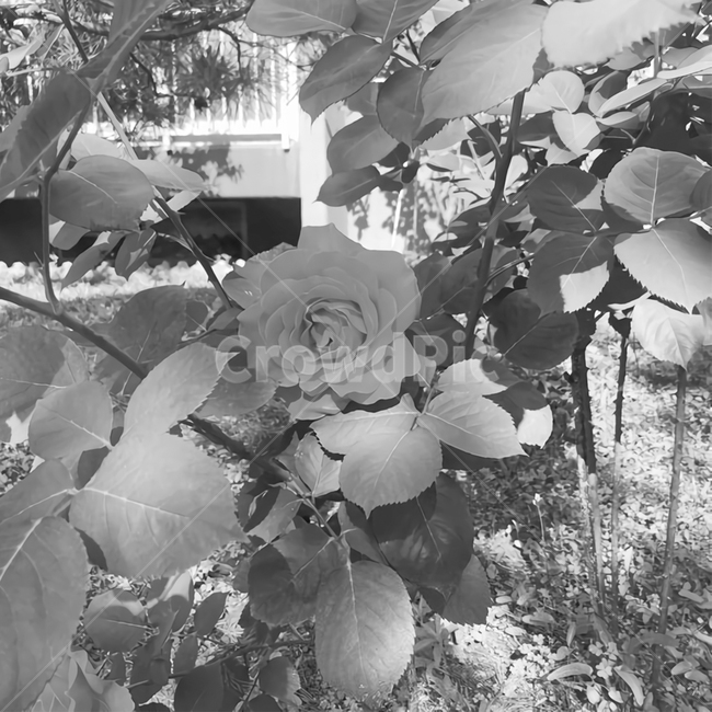 장미,꽃,flower,rose,감성,아름다움,beautiful,pretty