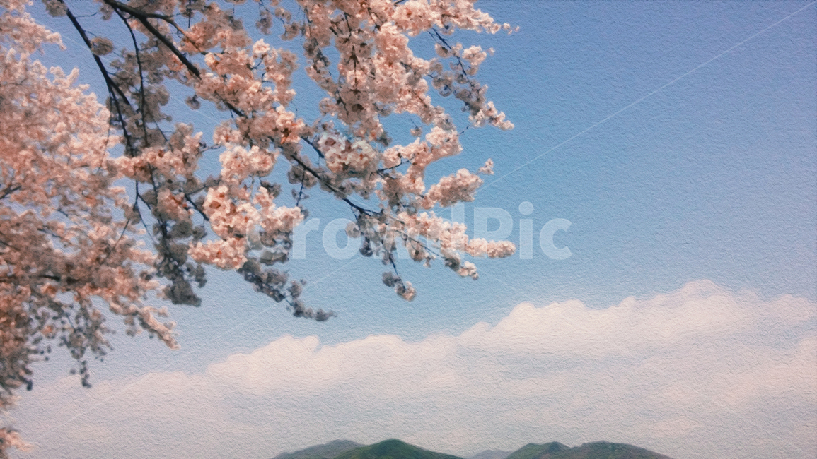 봄,벚꽃,나무,하늘,구름,힐링,풍경,spring,꽃,flower,tree,분홍색,pink,cloud,sky,healing,landscape,scenery,scene,view,sight,감성,sensible,식물,plant,cherryblossoms,봄,계절,spring,season