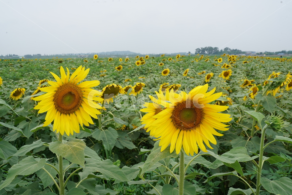 해바라기,국화과,식물,해바라기꽃,두상화,규화,항일화,sunflower,식물,자연,plants,nature,꽃,flower