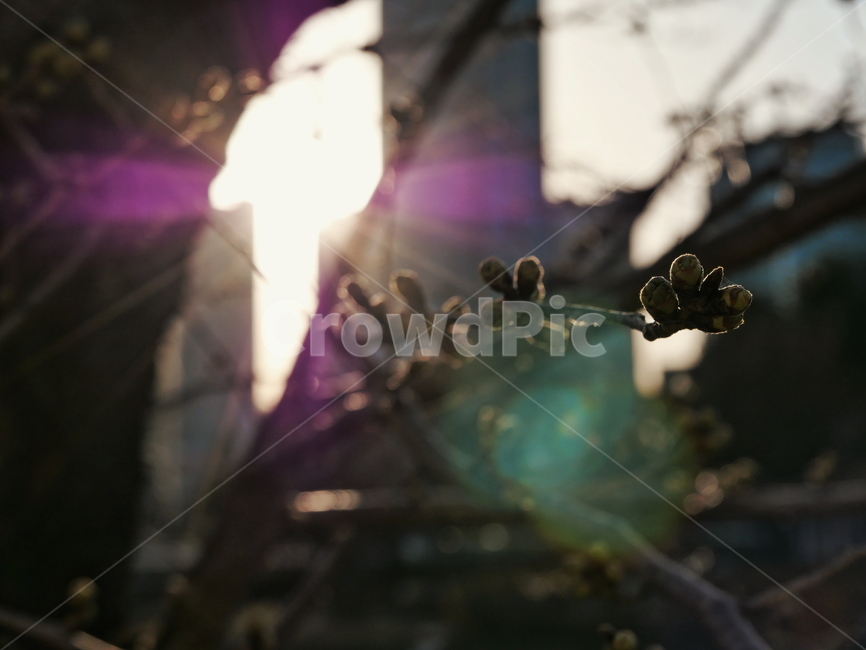 빛,light,cherryblossoms,spring,flowerbud