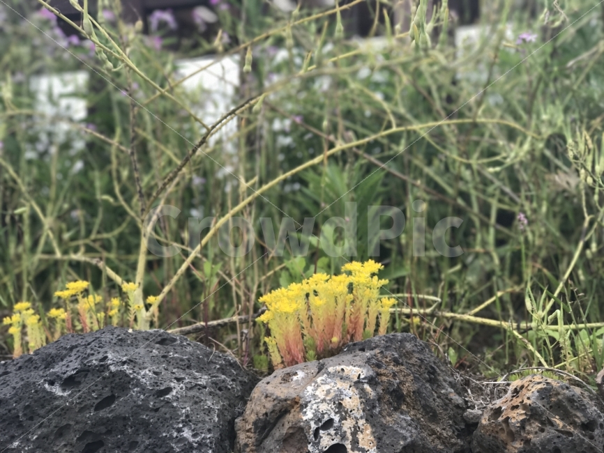자연,감성,풍경,제주,원본,무보정,식물,자연,plants,nature,꽃,flower