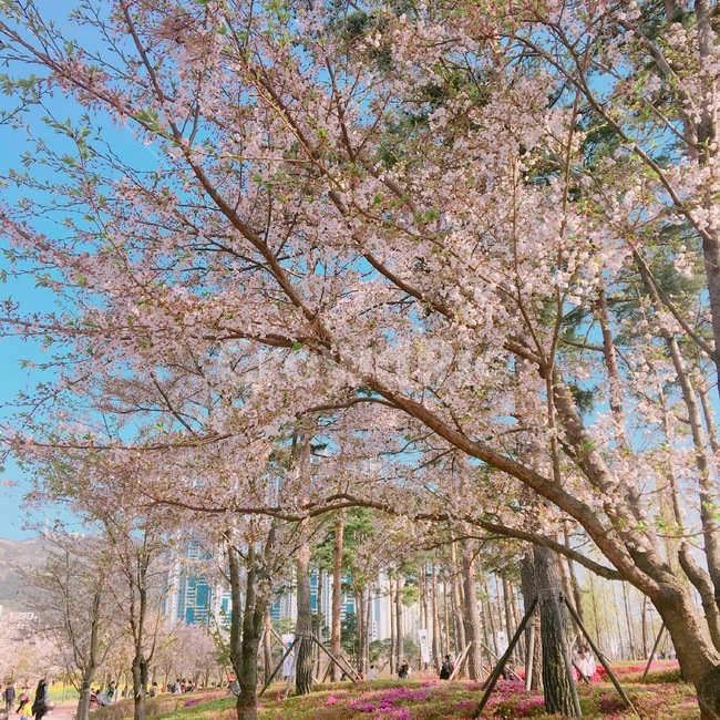 벚꽃,냐무,꽃,봄,4월
