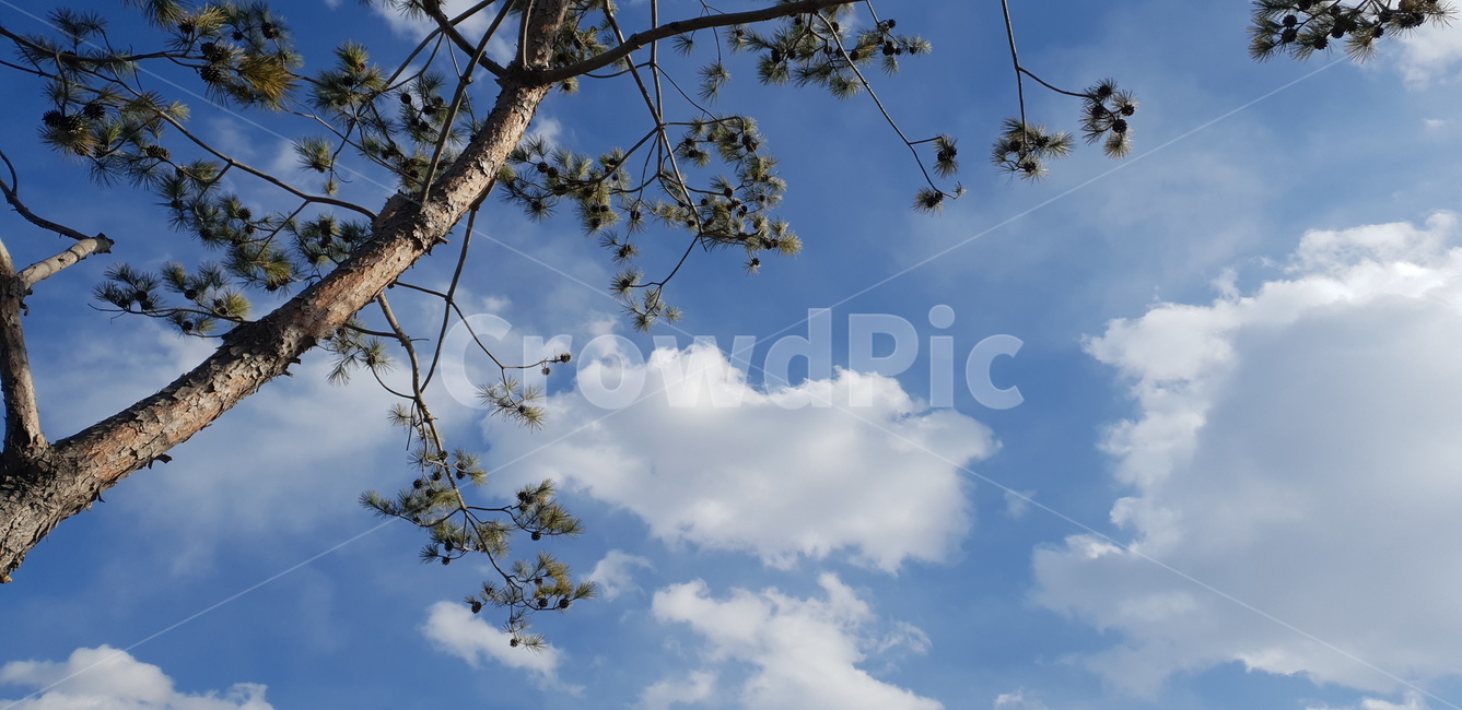 하늘,구름,풍경,색감,깨끗함,푸른,깔끔한,맑은하늘,sky,nuages,가평,도마치재,경기도,한국,clouds,자연,한국자연풍경,nature,landscape,하늘색,로우앵글,감성,색채,색깔,색상,colorsense,colorsensitivity,feelingofcolor,흰구름,날씨,naturelandscape,자연,풍경,nature,landscape,tree,나무,plant,식물