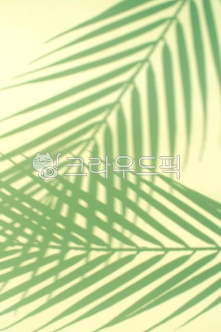 그림자,실루엣,나뭇잎,엽상체,여름,열대,햇빛,나무,네이처,그린,식물,백,내추럴,자연,수목,초록,트로피컬,잎사귀,무늬,열대나라,카피스페이스,배경,모던,재질,추상,뾰족한,야자수,leaf,잎,tree