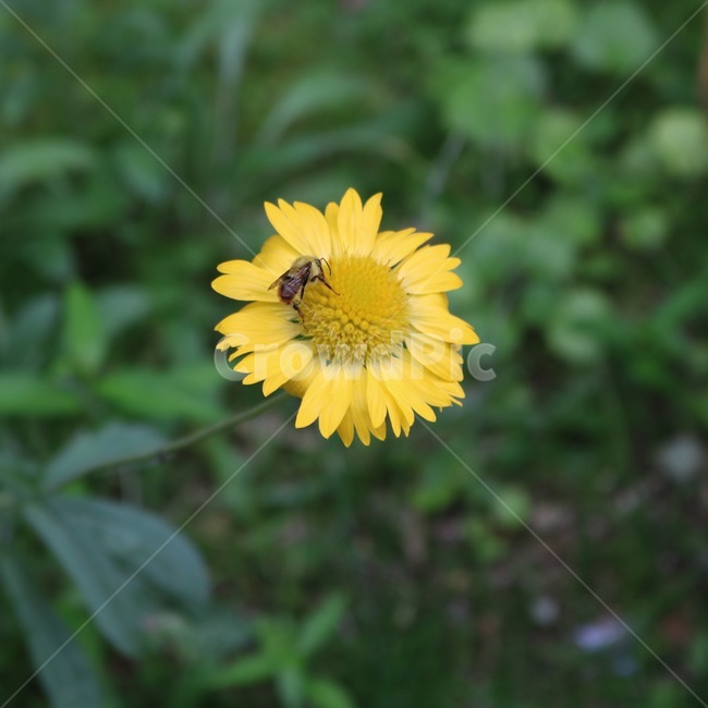 꽃,식물,벌,곤충,노랑,초록,자연,flower,plants,bee,insect,yellow,green,nature,hana,shokubutsu,hachi,konchuu,kiiro,midori,식물,자연,plants,nature,꽃,flower,동물,animal,곤충,벌레,insect,bug