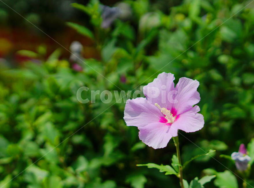무궁화,꽃,식물,풀,roseofsharon,여름,가을,summer,fall,꽃잎,핑크,flower,plant,식물,자연,plants,nature,꽃,flower