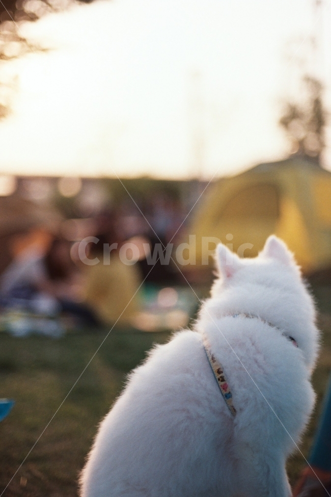 강아지,포메라니안,뒷태,복실복실,필름,필름사진,fm2,nikon,휴식,힐링,rest,relaxation,healing,동물,animal,포유류,mammal,개,강아지,dog,doggy,감성,sensible,feeling