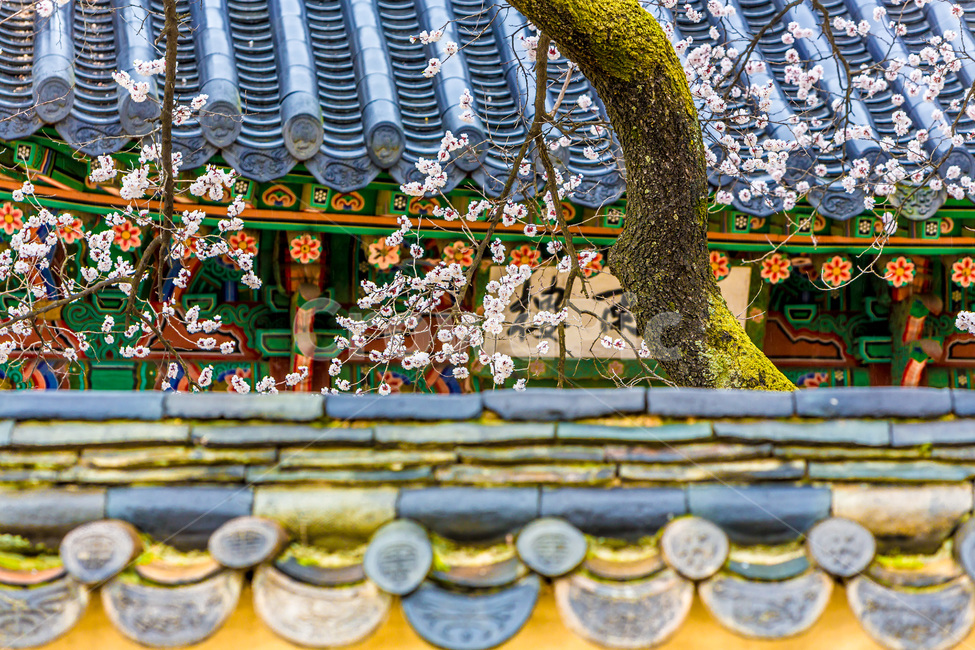 벚꽃,문화유산,기와,문화재,고궁,꽃,담장,봄,계절,spring,season,한국전통,한국문화,korean traditional,korean culture,건축물,건물외관,exterior,building,structure,architecture,construction