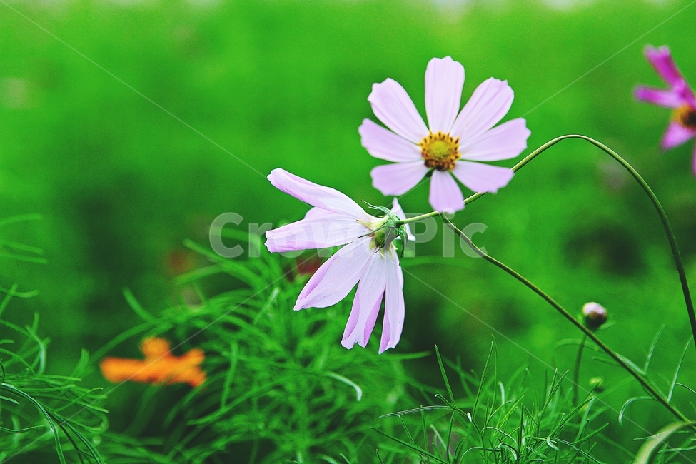 코스모스,꽃,꽃잎,식물,자연,공원,가을,가을꽃,식물,자연,plants,nature,꽃,flower